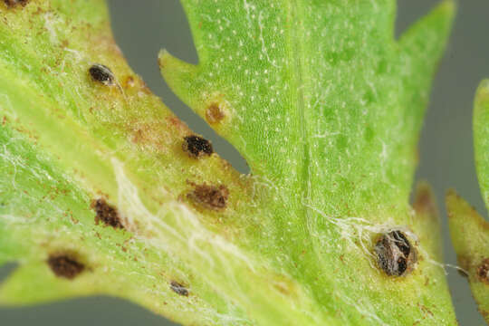 صورة Puccinia tanaceti DC. 1805