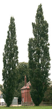 Image of Black Poplar