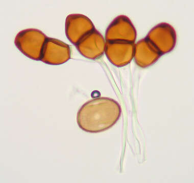 صورة Puccinia tanaceti DC. 1805