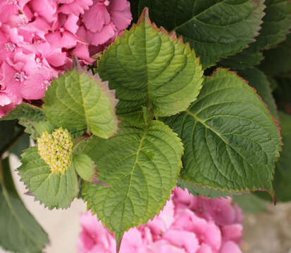 Image of Bigleaf Hydrangea