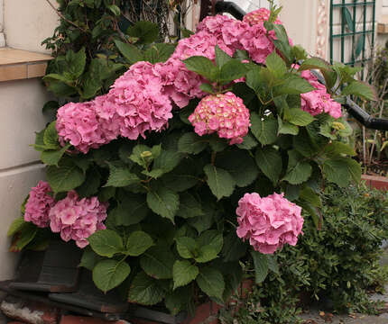 Image of Bigleaf Hydrangea