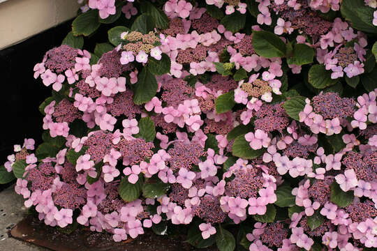 Image of hydrangea