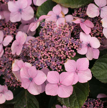 Image of hydrangea