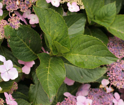 Image of hydrangea