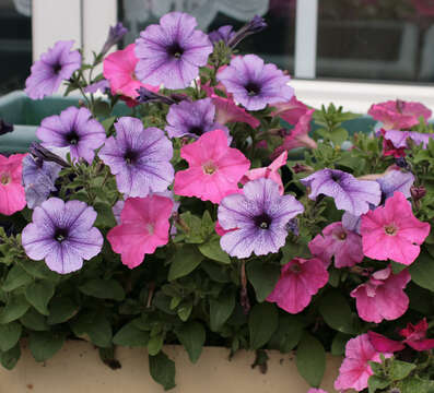 Image of <i>Petunia</i> axillaris × Petunia <i>integrifolia</i>