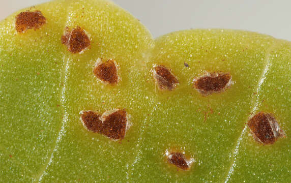 Image of Puccinia hydrocotyles (Mont.) Cooke 1880