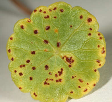 Image of Puccinia hydrocotyles (Mont.) Cooke 1880