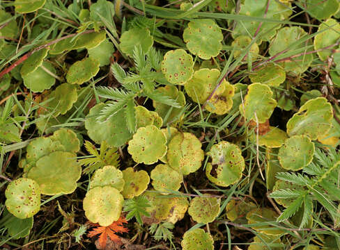 Image of Puccinia hydrocotyles (Mont.) Cooke 1880