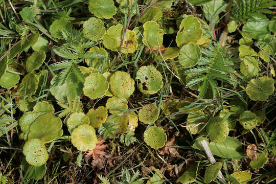 Image of Puccinia hydrocotyles (Mont.) Cooke 1880