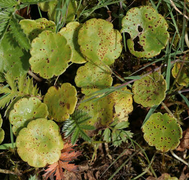 Image de Puccinia hydrocotyles (Mont.) Cooke 1880