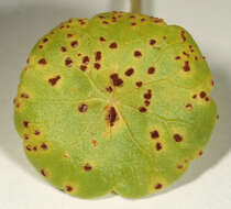 Image of Puccinia hydrocotyles (Mont.) Cooke 1880