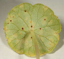 Image de Puccinia hydrocotyles (Mont.) Cooke 1880