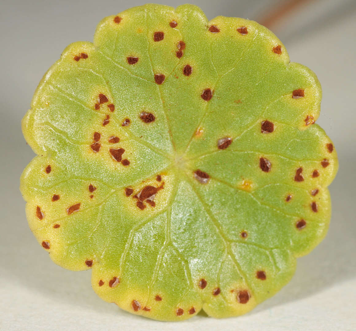 Image of Puccinia hydrocotyles (Mont.) Cooke 1880