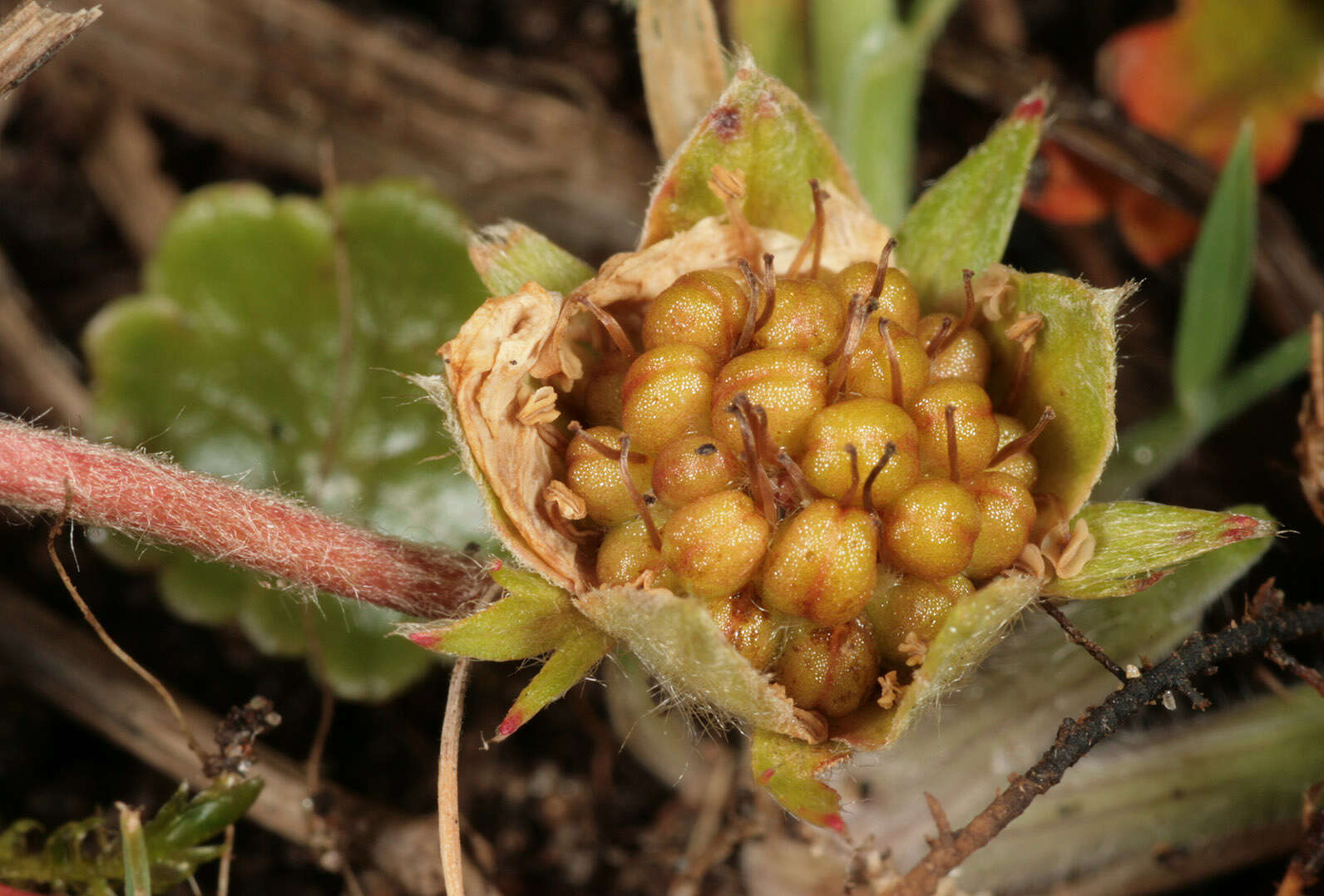 Image of silverweed cinquefoil