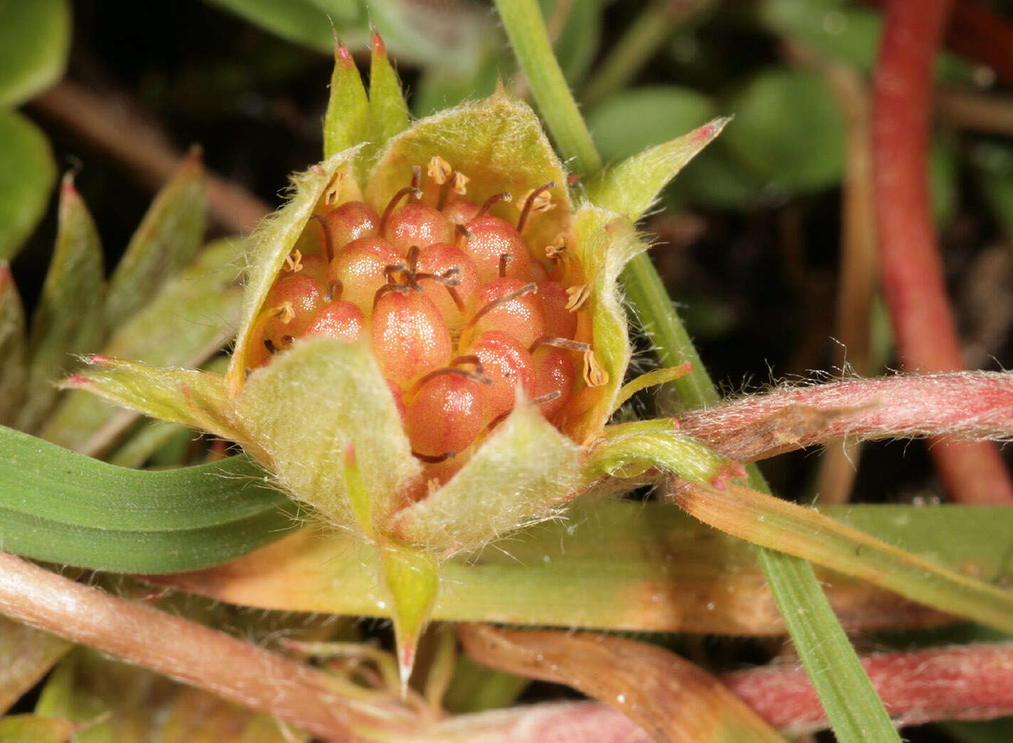 Image of silverweed cinquefoil