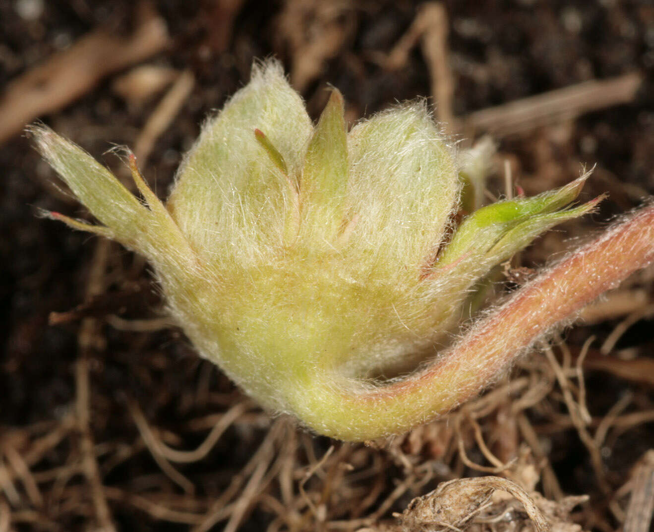 Image of silverweed cinquefoil