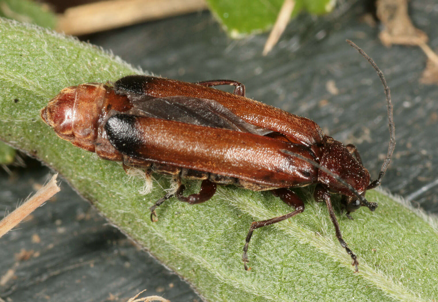 Entomophthora coleopterorum Petch 1932 resmi