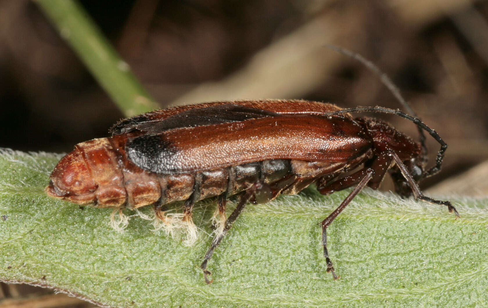 Entomophthora coleopterorum Petch 1932 resmi