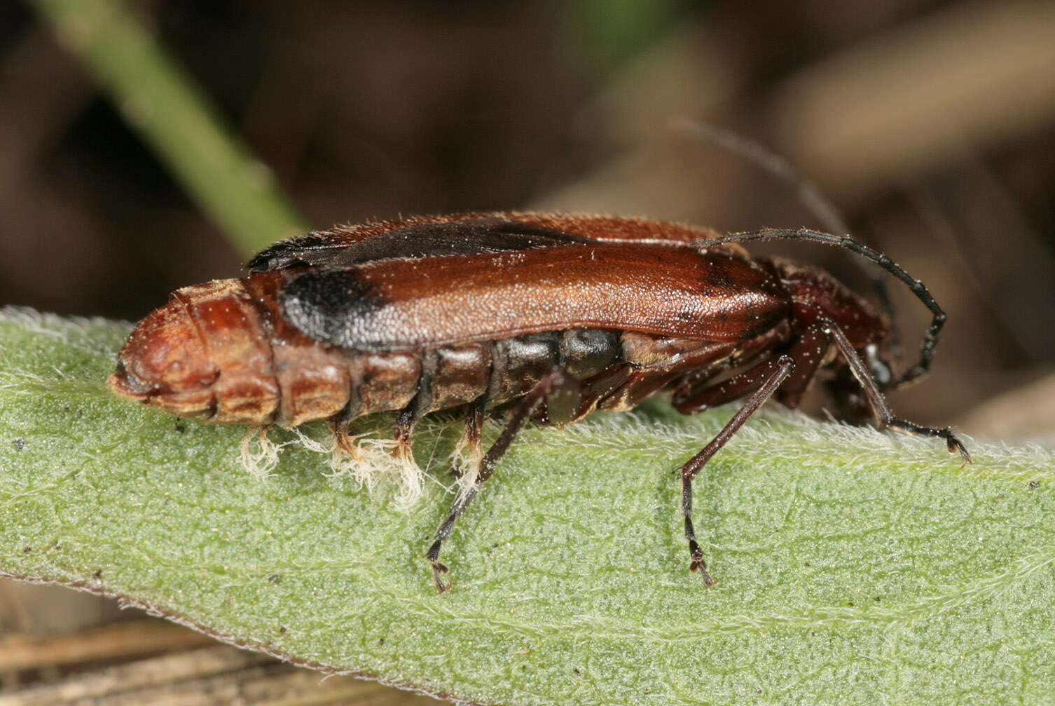 Entomophthora coleopterorum Petch 1932 resmi