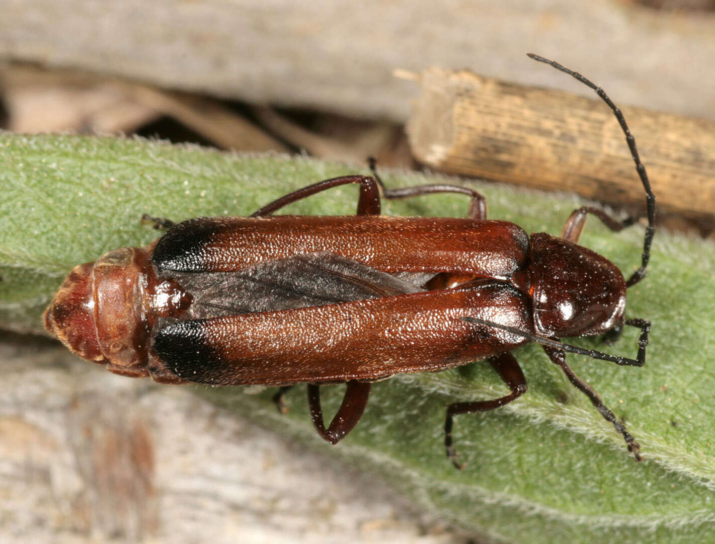 Entomophthora coleopterorum Petch 1932 resmi