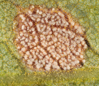 Image of Phacellium rufibasis (Berk. & Broome) U. Braun 1992