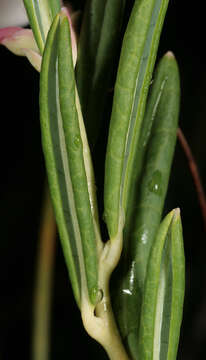 Image of bog rosemary