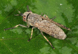 Image of common horse fly