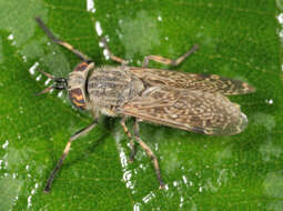 Image of common horse fly