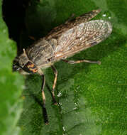 Image of common horse fly