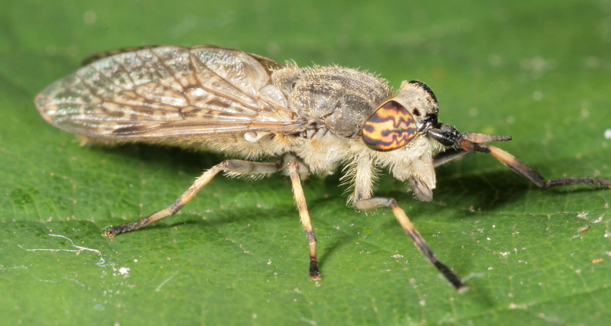 Image of common horse fly