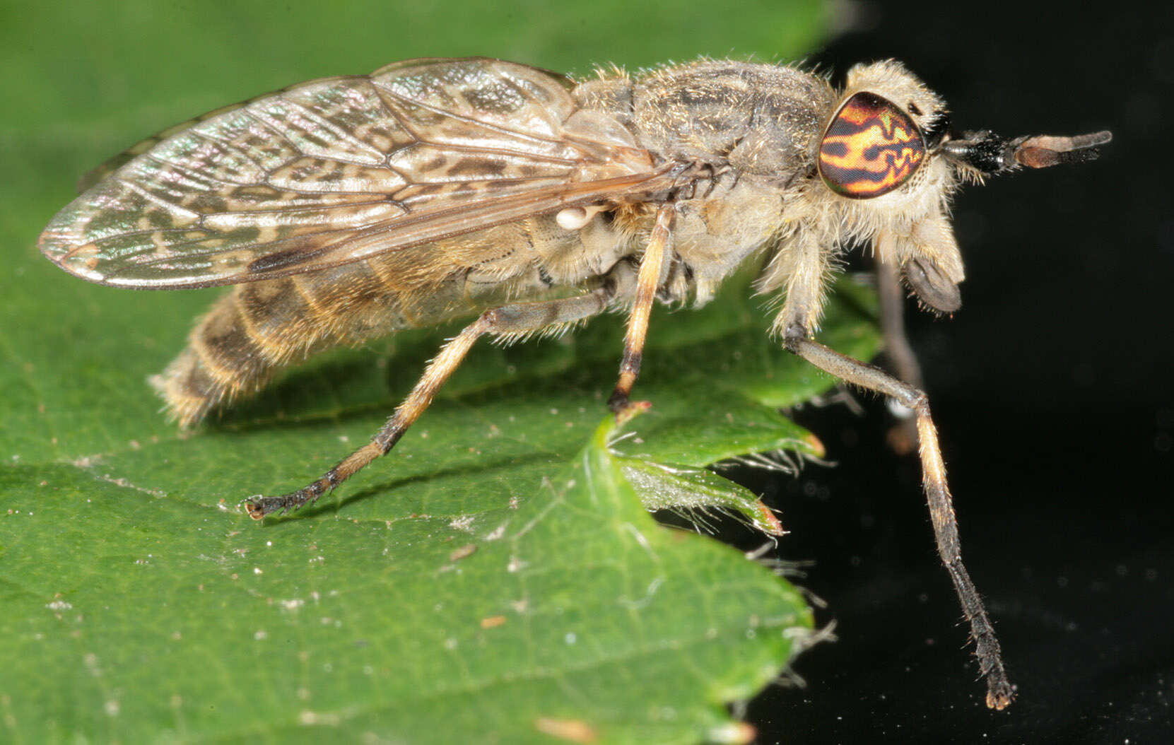 Image of common horse fly