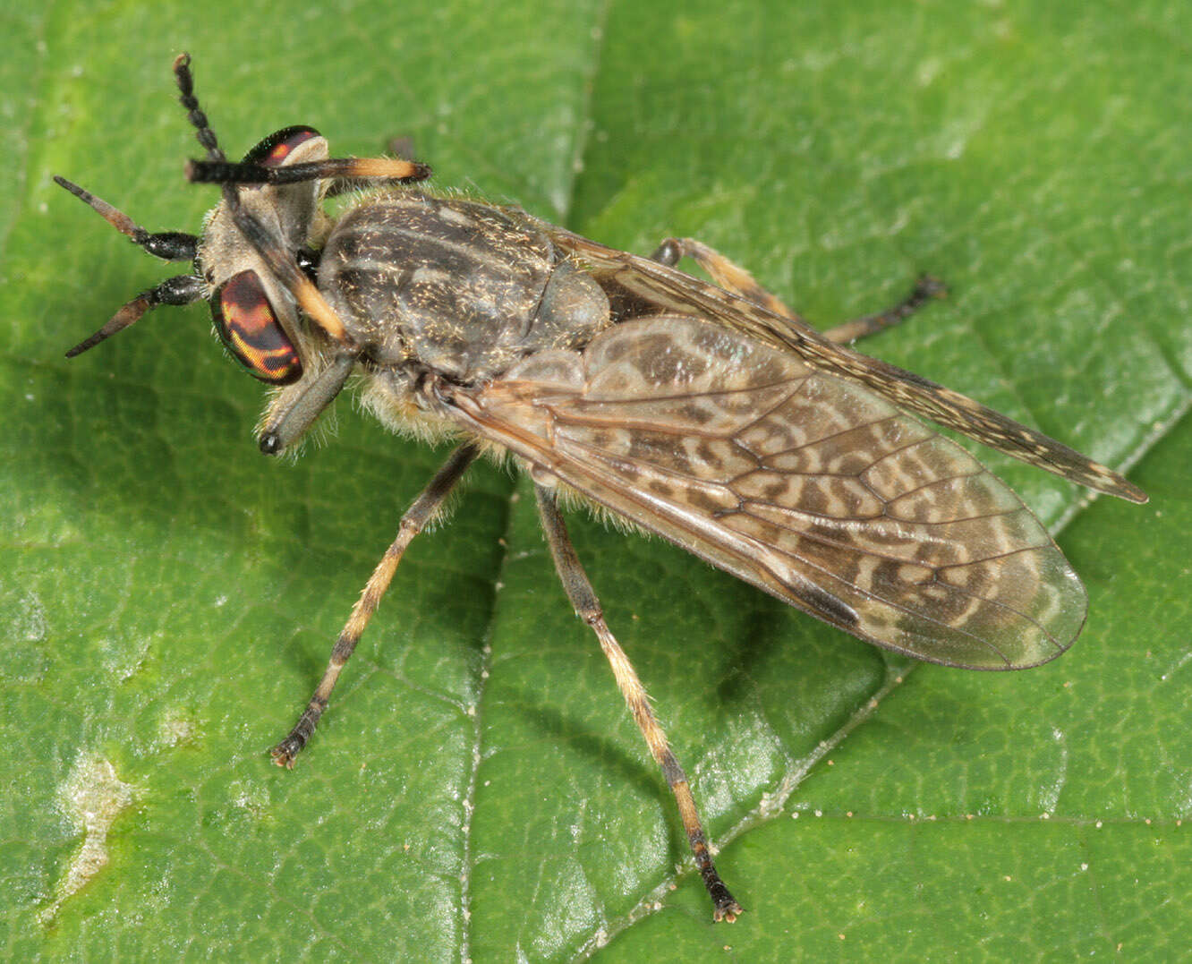 Image of common horse fly