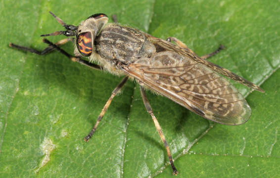 Image of common horse fly