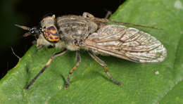 Image of common horse fly