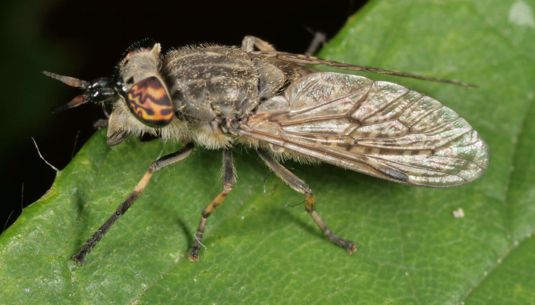 Image of common horse fly