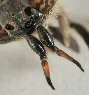 Image of common horse fly