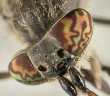 Image of common horse fly