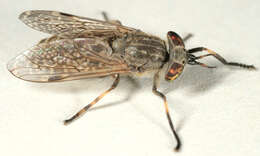 Image of common horse fly