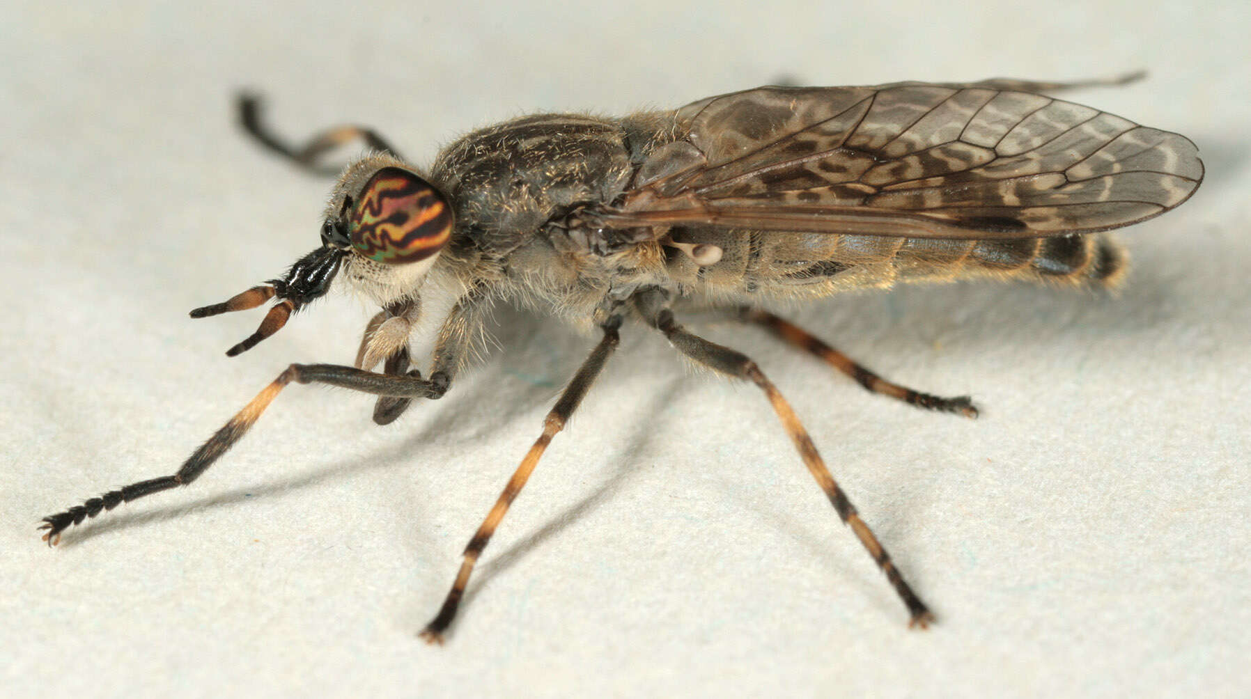 Image of common horse fly