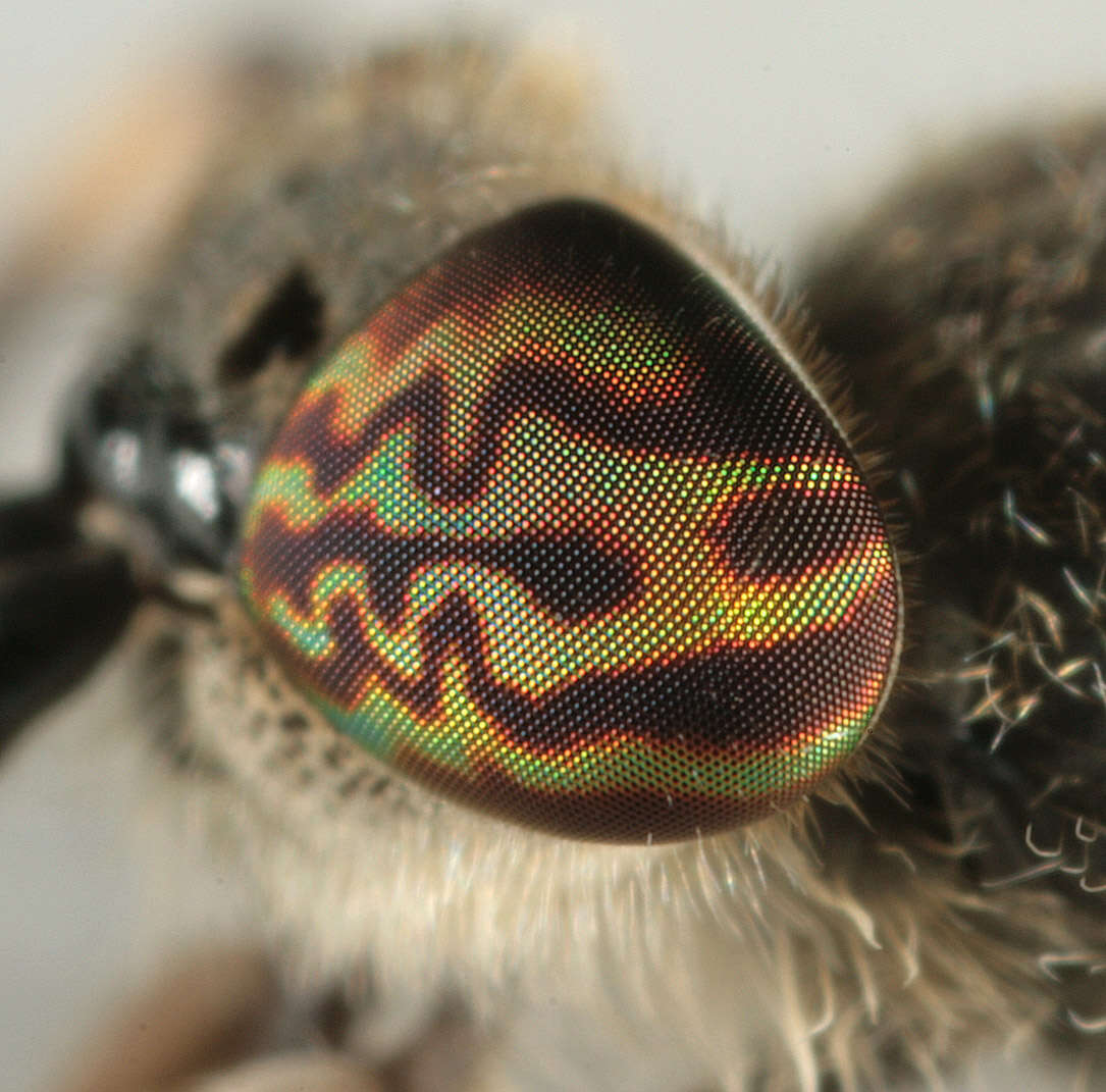 Image of common horse fly