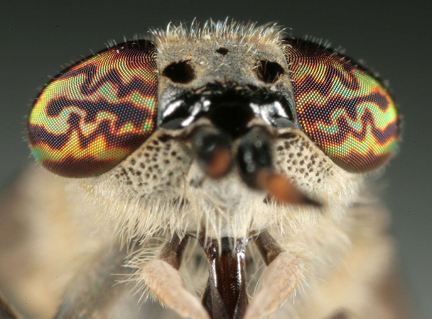 Image of common horse fly