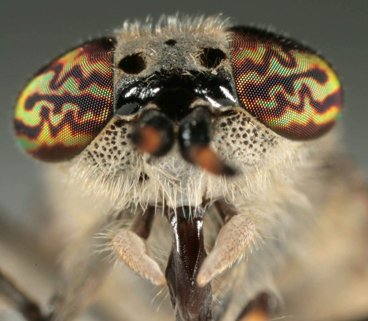 Image of common horse fly