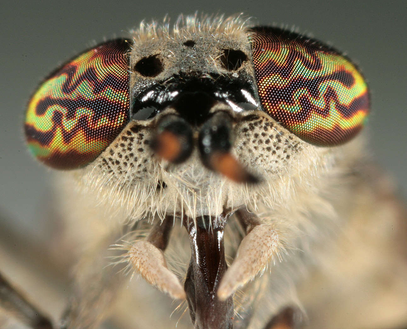 Image of common horse fly