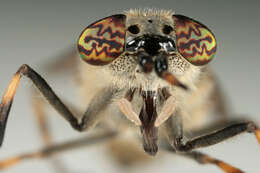 Image of common horse fly