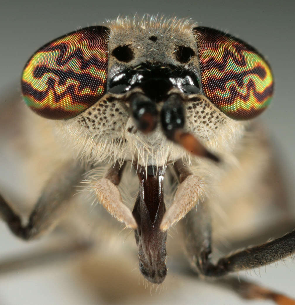 Image of common horse fly