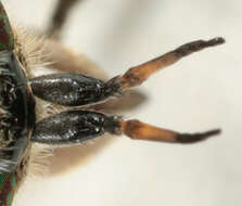 Image of common horse fly