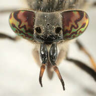 Image of common horse fly