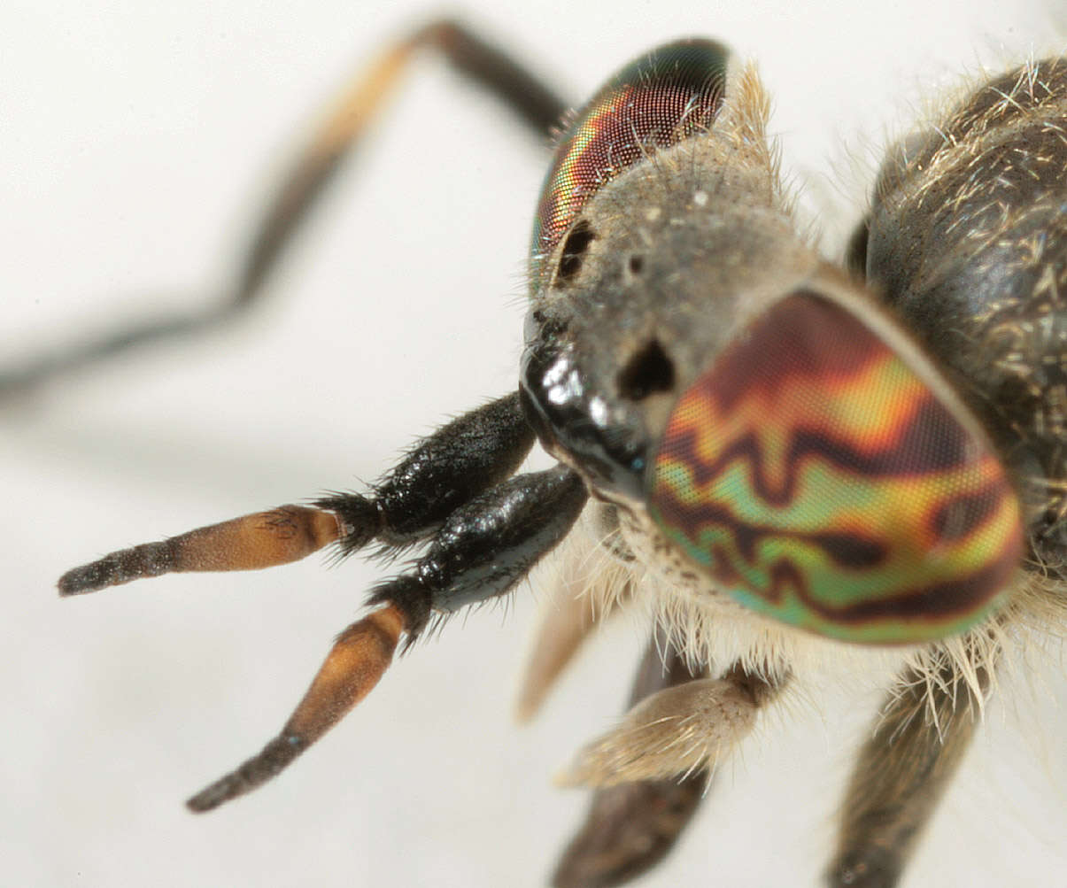 Image of common horse fly