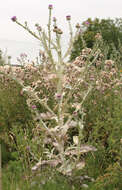 Image of Cotton Thistle