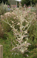 Image of Cotton Thistle